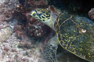 Cassiopeia, hawksbill, adopted by Gita, Tomer, Chrisi, Mady, Melanie, Lena, Bari, Mona, Julia, Ansgar, Angi, Jutta, Uli& Julia Hawksbill turtle, Dherufinolhu Outreef, Turtle Rock, Lhaviyani Atoll, Maldives. Image.