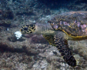 Hawksbill, Dherufinolhu Outreef, Turtle Rock, Lhaviyani Atoll, Maldives. Image.