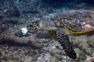 Lou The Master Baker, hawksbill, adopted for Louise. Hawksbill, Dherufinolhu Outreef, Turtle Rock, Lhaviyani Atoll, Maldives. Image.
