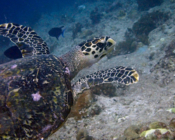 Hawksbill, Dherufinolhu Outreef, Turtle Rock, Lhaviyani Atoll, Maldives. Image.