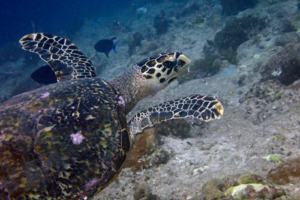 Boudha, hawksbill, adopted by Léa Da Silva Hawksbill, Dherufinolhu Outreef, Turtle Rock, Lhaviyani Atoll, Maldives. Image.