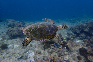 Palmtree, hawksbill, adopted for Co Hawksbill turtle, Dherufinolhu Outreef, Turtle Rock, Lhaviyani Atoll, Maldives. Image.