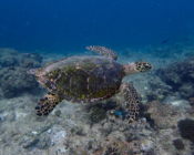 Hawksbill turtle, Dherufinolhu Outreef, Turtle Rock, Lhaviyani Atoll, Maldives. Image.