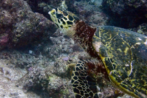 Nolwenn, hawksbill, adopted Hawksbill turtle on Dherufinolhu Outreef, Turtle Rock, Lhaviyani Atoll, Maldives. Image.
