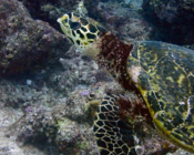 Hawksbill turtle on Dherufinolhu Outreef, Turtle Rock, Lhaviyani Atoll, Maldives. Image.