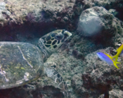 Hawksbill, Dherufinolhu Outreef, Turtle Rock, Lhaviyani Atoll, Maldives.. Image.