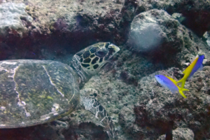 Pisces Moon, hawksbill, adopted for Nelson Hawksbill, Dherufinolhu Outreef, Turtle Rock, Lhaviyani Atoll, Maldives.. Image.