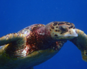 Hawksbill turtle, Fushifaru Sandbank, Lhaviyani, Maldives. Image.