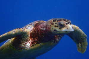 Timmy, hawksbill, adopted for Jacob by Stacey Hawksbill turtle, Fushifaru Sandbank, Lhaviyani, Maldives. Image.