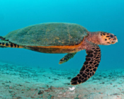 Adopt a turtle. Hawksbill, Kuredu House Reef, Lhaviyani Atoll, Maldives. Image.