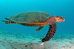 Shelly, hawksbill, adopted for Lily Olivia by Stephen Beswetherick. Adopt a turtle. Hawksbill, Kuredu House Reef, Lhaviyani Atoll, Maldives. Image.