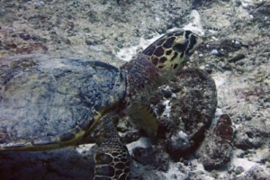 Shelly, hawksbill, adopted. Hawksbill, Hinnavaru Kandu, Lhaviyani Atoll, Maldives. Image.