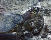 Hawksbill, Hinnavaru Kandu, Lhaviyani Atoll, Maldives. Image.
