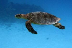 Raoul, hawksbille, adopted for Raoul by Barbara Vassalli Adopt a turtle Maldives