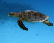 Adopt a turtle Maldives