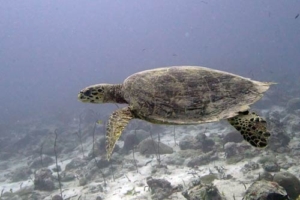 Leo, hawksbill, adopted for Vainavi & Aarushi by Mundla Sudha Hawksbill turtle, Hithadhoo Corner, Laamu Atoll, Maldives. Image.