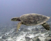 Hawksbill turtle, Hithadhoo Corner, Laamu Atoll, Maldives. Image.