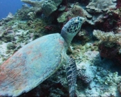 Hawksbill, Raa Dashu Haa, Laamu Atoll, Maldives. Image.