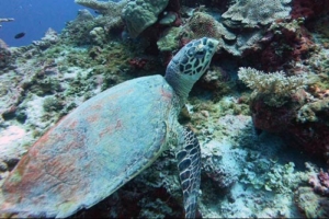 Vasili Danilov, hawksbill, adopted for Vasili by Ekaterina Danilova Hawksbill, Raa Dashu Haa, Laamu Atoll, Maldives. Image.
