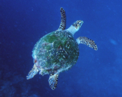Hawksbill, Aquarium, Lhaviyani Atoll, Maldives. Image.