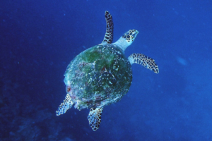 Shelby, hawksbill, adopted for Denise Hawksbill, Aquarium, Lhaviyani Atoll, Maldives. Image.
