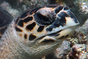 Isabel, hawksbill, adopted by Julia. Hawksbill turtle, Makunudhoo, North Malé Atoll, Maldives. Image.