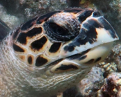 Hawksbill turtle, Makunudhoo, North Malé Atoll, Maldives. Image.