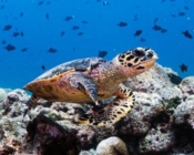 Hawksbill, Maa Giri, Lhaviyani Atoll, Maldives. Image.
