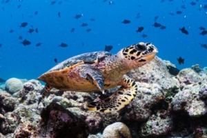 Waid, hawksbill, adopted for Waid by Abdullah Alomran. Hawksbill, Maa Giri, Lhaviyani Atoll, Maldives. Image.