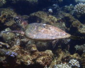 Hawksbill turtle swimming over reef, Laama Faru Haa, Laamu Atoll, Maldives. Image.