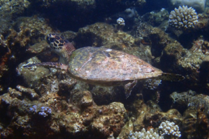 Moana, hawksbill, adopted for Jadzia Hawksbill turtle swimming over reef, Laama Faru Haa, Laamu Atoll, Maldives. Image.