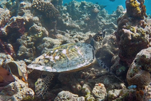 Lily Maa, hawksbill, adopted by Steven and Dianna Hawksbill turtle, on coral reef, Makunudhoo Reef, North Malé atoll, Maldives. Image.