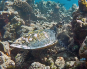 Hawksbill turtle, on coral reef, Makunudhoo Reef, North Malé atoll, Maldives. Image.