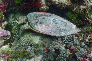 Yaangu, hawksbill, adopted by Ali Shihan. Hawksbill turtle, Hithadhoo West, Laamu Atoll, Maldives. Image.