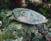Hawksbill turtle, Hithadhoo West, Laamu Atoll, Maldives. Image.