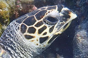 Conny, hawksbill, adopted for Conny by Janina. Hawksbill turtle, Makunudhoo, North Malé Atoll, Maldives. Image.
