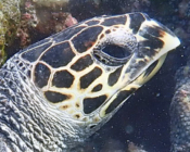 Hawksbill turtle, Makunudhoo, North Malé Atoll, Maldives. Image.