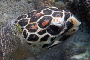 Aqua, hawksbill, adopted for Laxxen by Rebecca. Hawksbill turtle, Makunudhoo, North Malé Atoll, Maldives. Image.
