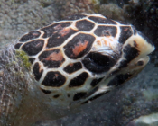 Hawksbill turtle, Makunudhoo, North Malé Atoll, Maldives. Image.
