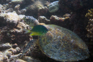 Sheldy, hawksbill, adopted for Luis by Caroline Hawksbill turtle, Coral Garden, Laamu Atoll, Maldives. Image.