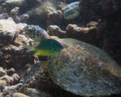 Hawksbill turtle, Coral Garden, Laamu Atoll, Maldives. Image.