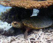 Hawksbill turtle, Seagrass AB, Laamu Atoll, Maldives. Image.