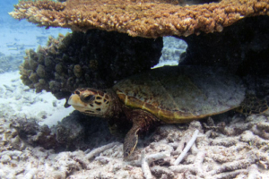 Pip, hawksbill, adopted for Pip. Hawksbill turtle, Seagrass AB, Laamu Atoll, Maldives. Image.