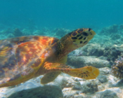 Hawksbill turtle, Coral Garden, Laamu Atoll, Maldives Image.