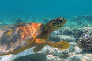 Bazuka, hawksbill, adopted for Clemens. Hawksbill turtle, Coral Garden, Laamu Atoll, Maldives Image.