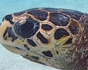 Hawksbill turtle, Reethi Rah House Reef, North Malé Atoll, Maldives. Image.