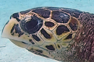Turbot, hawksbill, adopted for Felix by Rie Haslov Dancey. Hawksbill turtle, Reethi Rah House Reef, North Malé Atoll, Maldives. Image.