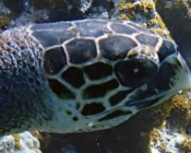 Hawksbill turtle, Makunudhoo, North Malé Atoll, Maldives. Image.