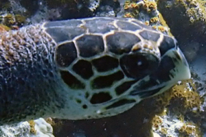 Thomas, hawksbill, adopted for Thomas by Janina. Hawksbill turtle, Makunudhoo, North Malé Atoll, Maldives. Image.