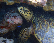Hawksbill turtle, Komandoo South, Lhaviyani, Maldives. Image.